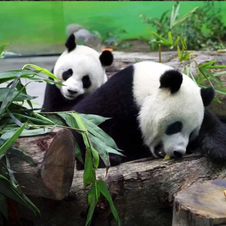 Giant Panda